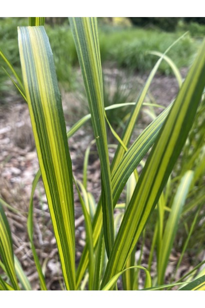 Війник гостроквітковий Інгланд опис 